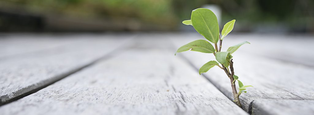 Plant Sprout on the Wooden Floor