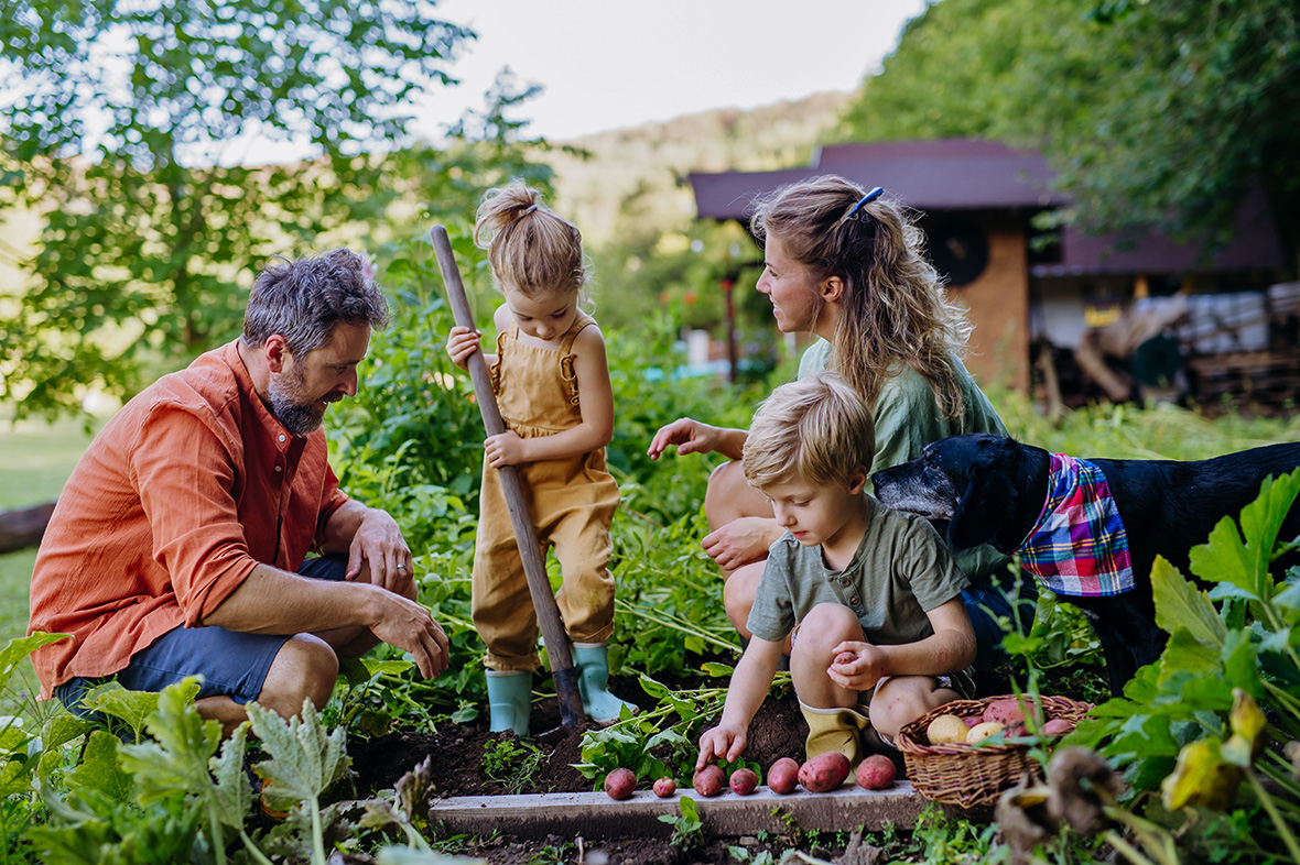 Family of 4 gardening